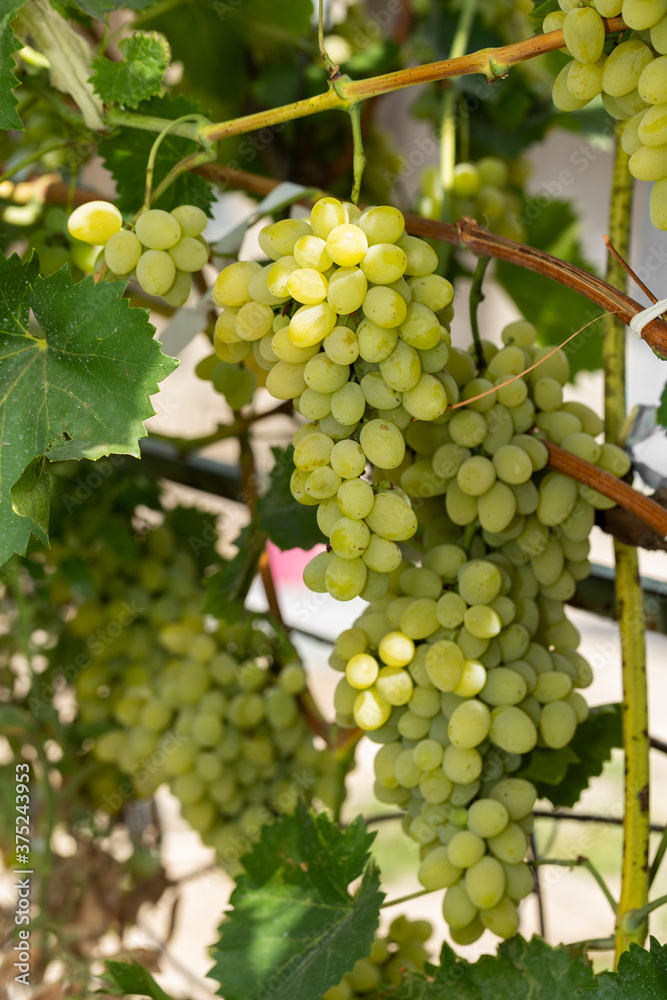 Bunch of White grapes in the vineyard. Winemaking in Moldova.