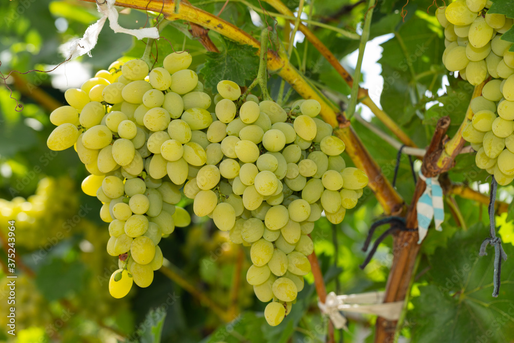 Bunch of White grapes in the vineyard. Winemaking in Moldova.