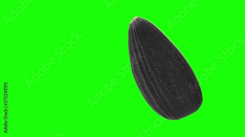 Ripe sunflower black seed on green chromakey background. Mock-up template. Spinning around. Detailed 3d animation 4K