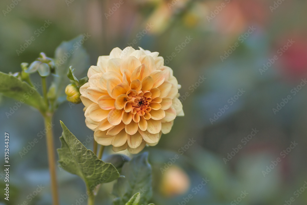 Eine schöne blühende Dahlie. Eine schöne blühende Dahlie.
