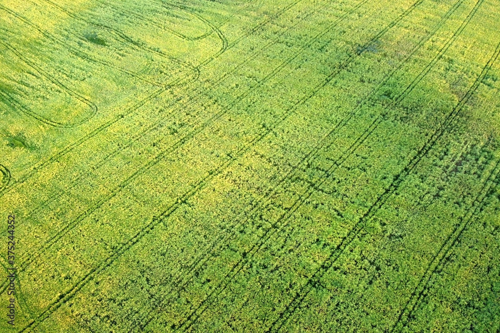 Aerial view - green grass texture background. Aerial view - green grass texture background.