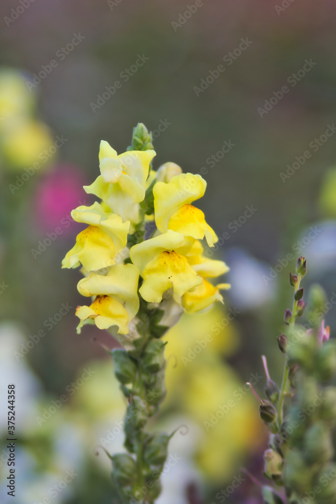 Eine schöne Blume mit gelben Blüten