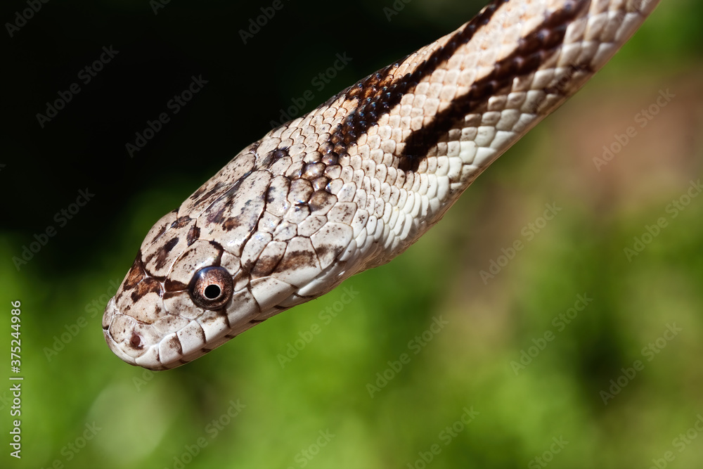 Close-up of a Gulf Hammock Rat Snake Close-up of a Gulf Hammock Rat Snake