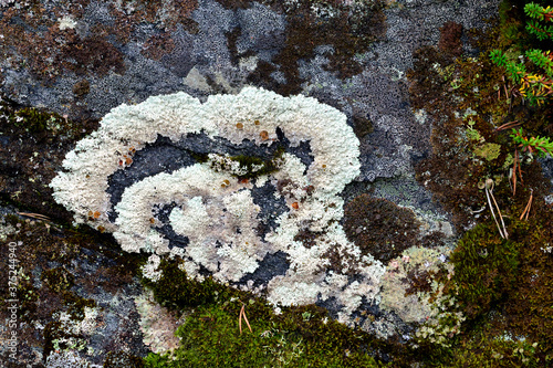 Beautiful lichen on a granite stone. Karelia  Russia