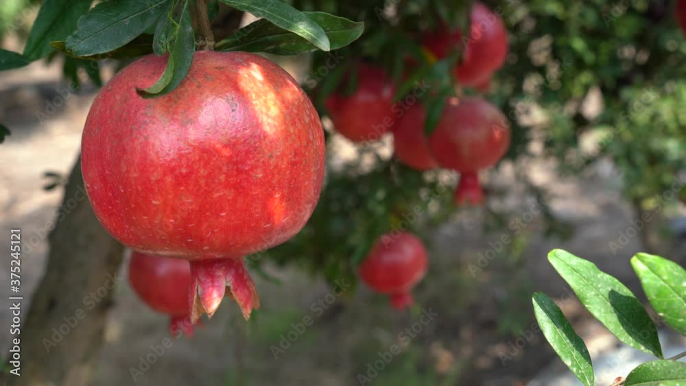 Red organic Pomegranate tree plantation Red organic Pomegranate tree plantation