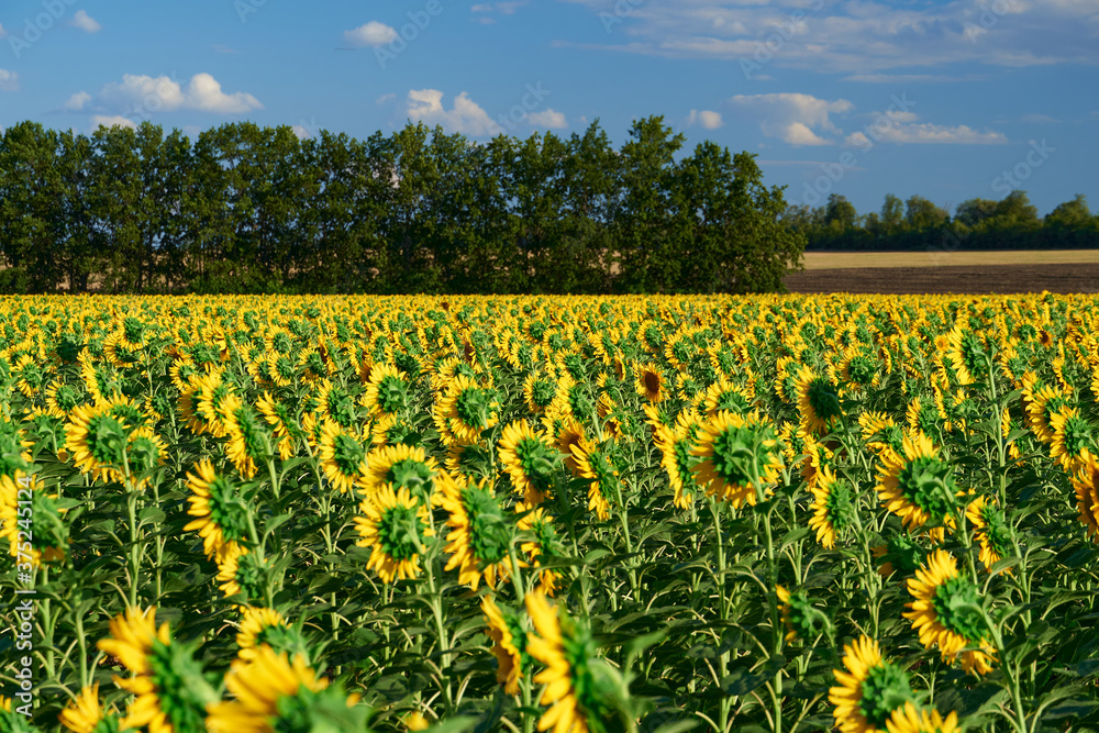 Fototapeta premium sunflower - bright field with yellow flowers, beautiful summer landscape in sunset