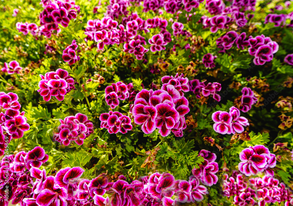 pink geranium flowers close up view with bokeh pink geranium flowers close up view with bokeh