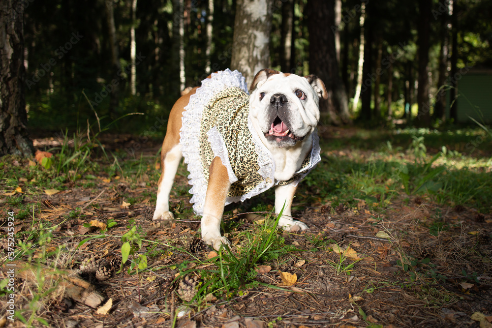 English bulldog walks in the park in nature English bulldog walks in the park in nature