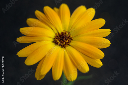 Yellow flower on a black background.