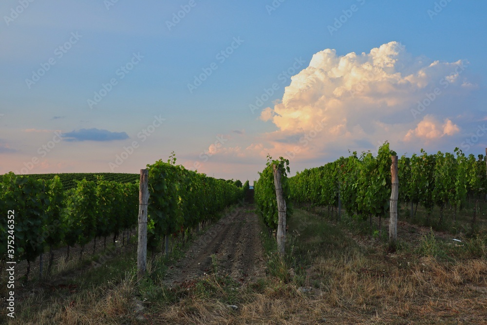 Moravian Vineyard during Golden Hour with Colorful Cloud in Palava Protected Landscape Area. Czech Green Vineyard in South Moravia.