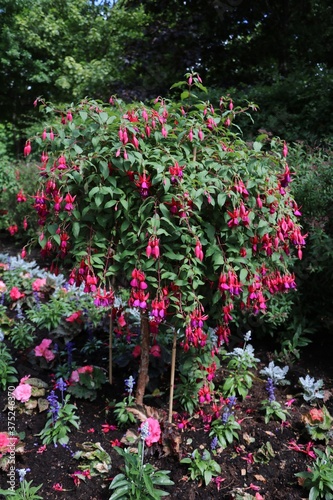 Blooming Fuchsia regia