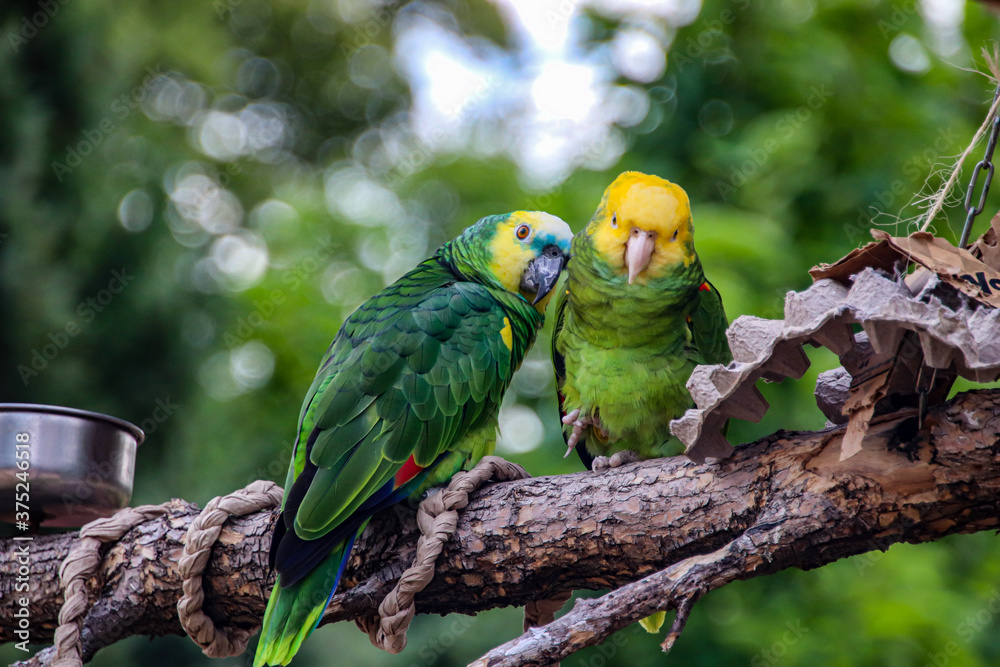 Obraz premium green winged macaw