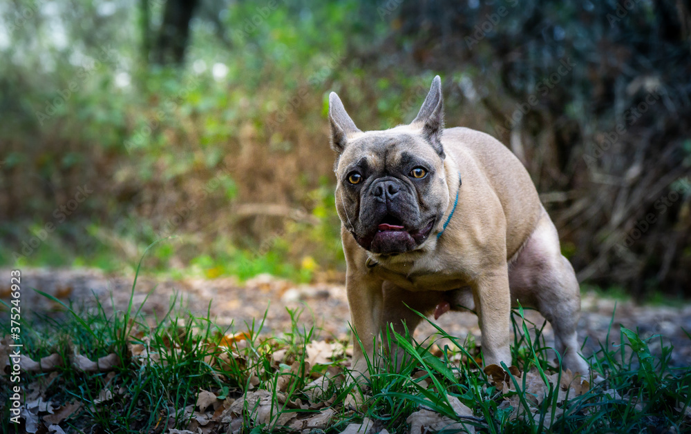 Französische Bulldogge beim lösen