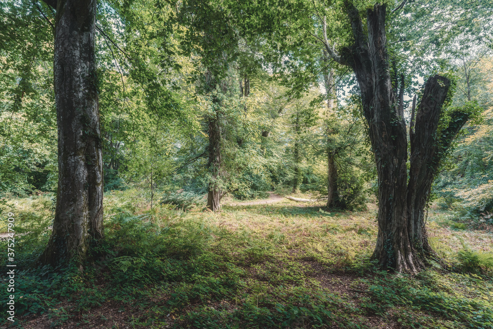 roundwood quay woodland cornwall england uk near trelissick roundwood quay woodland cornwall england uk near trelissick