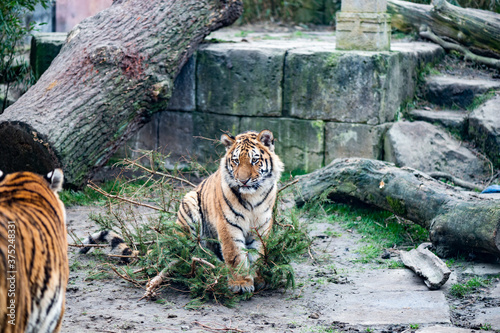 Tiger Jungen