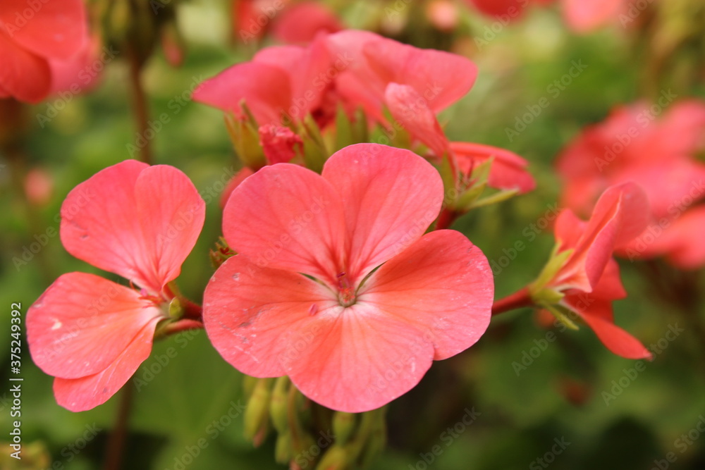 beautiful soft light pink flower close up floriculture gardening greeting card beautiful soft light pink flower close up floriculture gardening greeting card