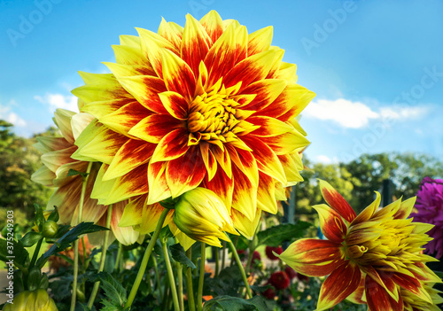 Dahlia in Red and Yellow