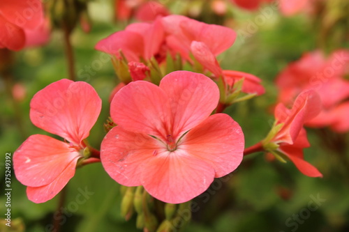 beautiful soft light pink flower close up floriculture gardening greeting card © Кристина Шоба