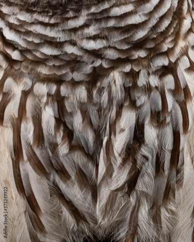 A beautiful, natureal feather pattern of the Eastern Screech Owl. Soft, brown and white feathers are a minimalistic background.