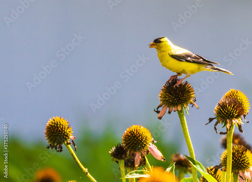 Obraz na płótnie Male goldfinch standing atop a coneflower
