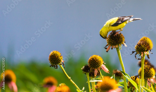 Canvas Print Male goldfinch eating coneflower seeds