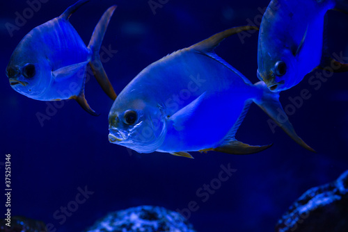 Konstfotografi Selene fish Atlantic moonfish swarm in blue water ocean aquarium nature