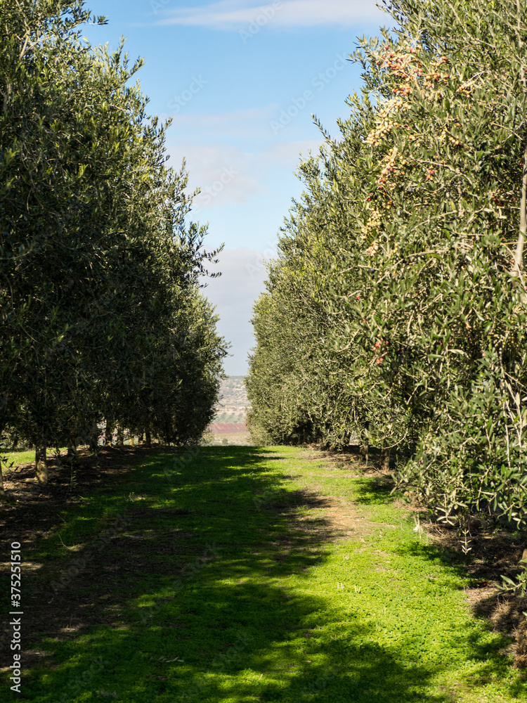 Obraz premium Mediterranean olive field with old olive tree