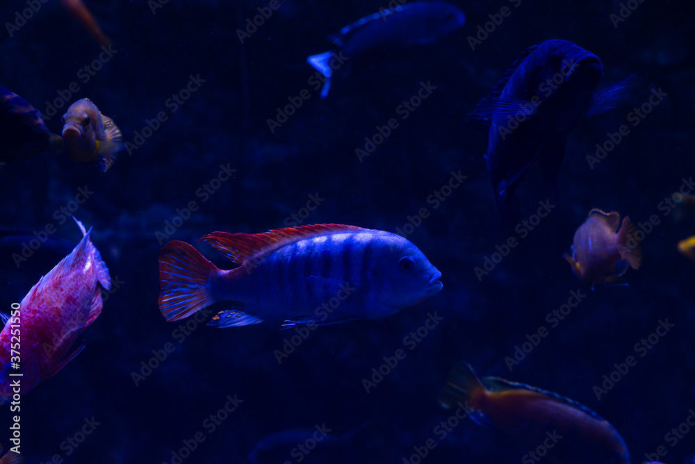 Naklejka premium Nice violet red orange colored sea aquarium fish on dark blue background
