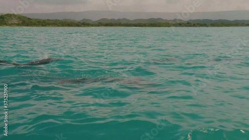 Treasure Beach, Negril, Jamaica - August 8, 2018: Group of dolphins swimming in ocean water forming waves with boat with passenger nearby