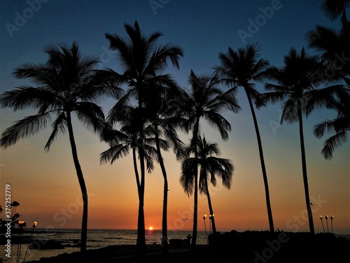 Palm Trees at Sunset © TheHansens