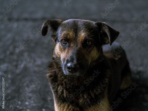 Dog - sad  lying on the asphalt road during the day  brown and orange coloring  macro