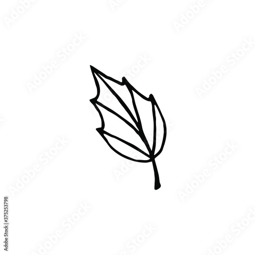Vector hand drawn doodle sketch leaf isolated on white background