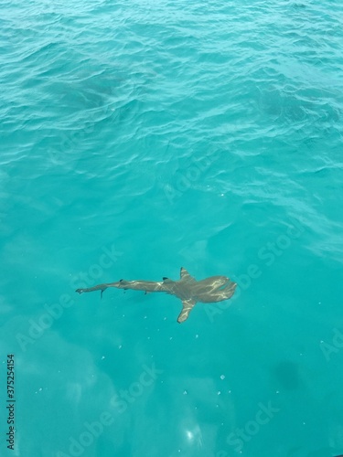 Requin de lagon    Rangiroa  Polyn  sie fran  aise
