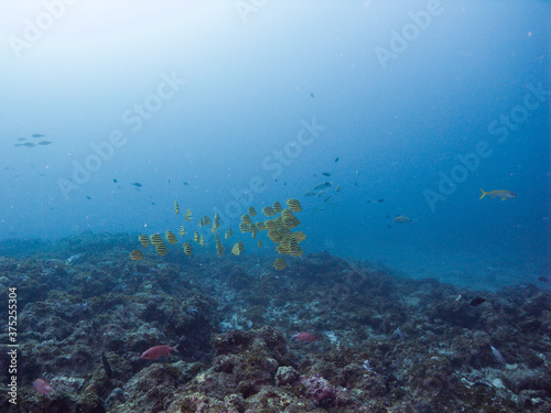 サンゴ礁の海を泳ぐチョウチョウウオの群れ。和歌山県串本町