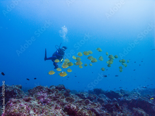 青いサンゴ礁の海でカゴカキダイの群れと泳ぐダイバー。和歌山県串本。英語名: Stripey。学名: Microcanthus strigatus (Cuvier, 1831) © Noriyuki