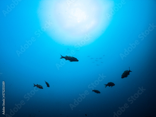 海底から仰みた太陽光と魚のシルエット。和歌山県串本