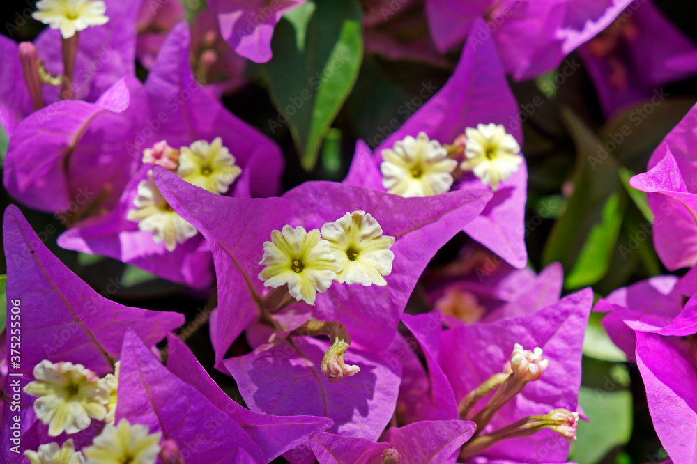 Pink bougainvillea flowers (Bougainvillea glabra)