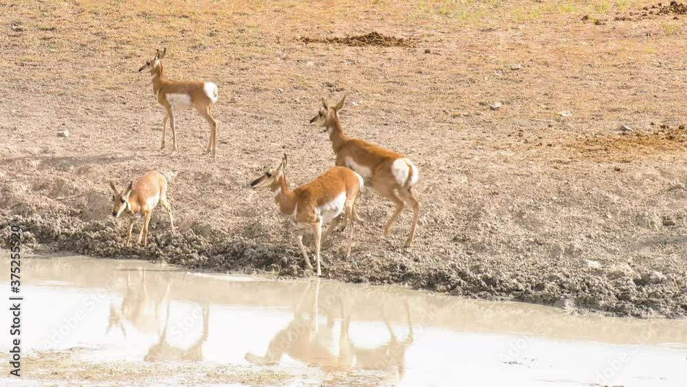 Antelopes get a drink from a muddy pond in a dry basin area Antelopes get a drink from a muddy pond in a dry basin area