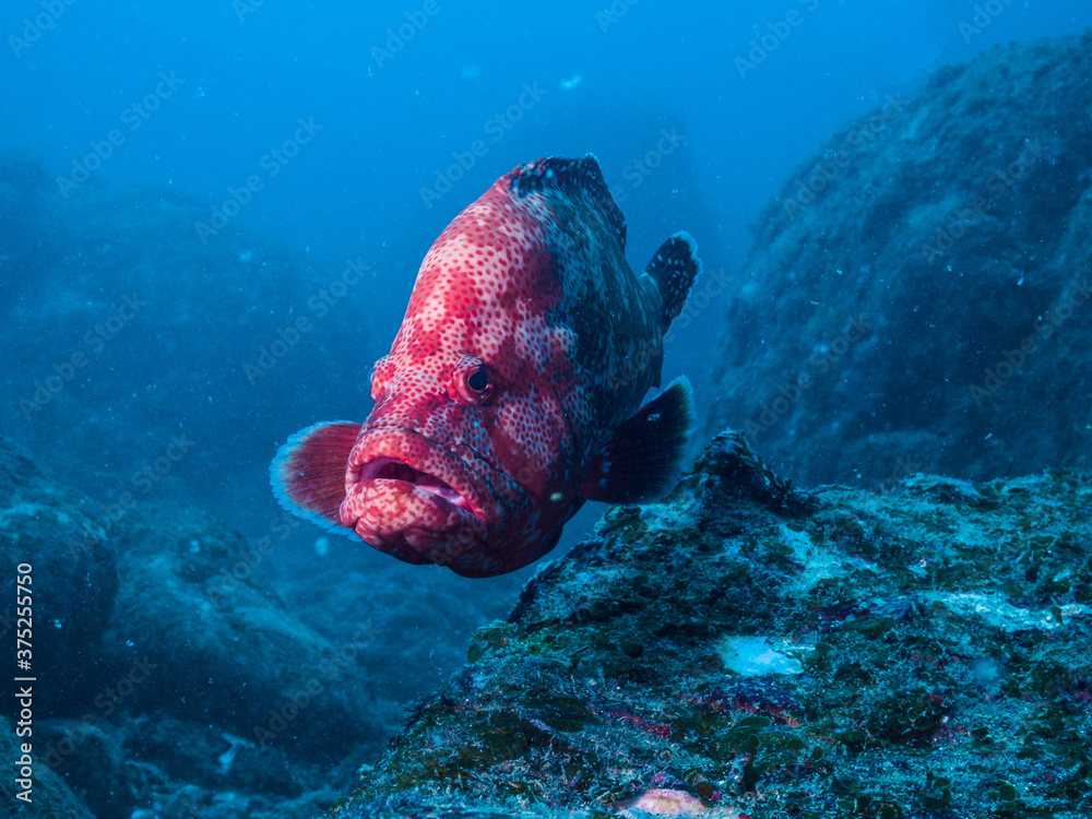 アザハタ 英語名 Tomato Hind 学名 Cephalopholis Sonnerati Valenciennes 18 和歌山県串本 Stock Photo Adobe Stock