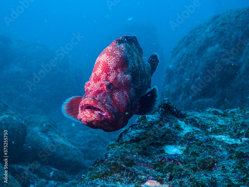 アザハタ 英語名 Tomato Hind 学名 Cephalopholis Sonnerati Valenciennes 18 和歌山県串本 Stock Photo Adobe Stock