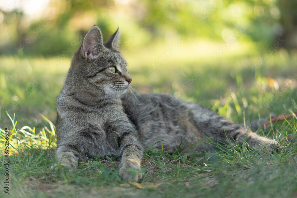 Allow your cat to go outside