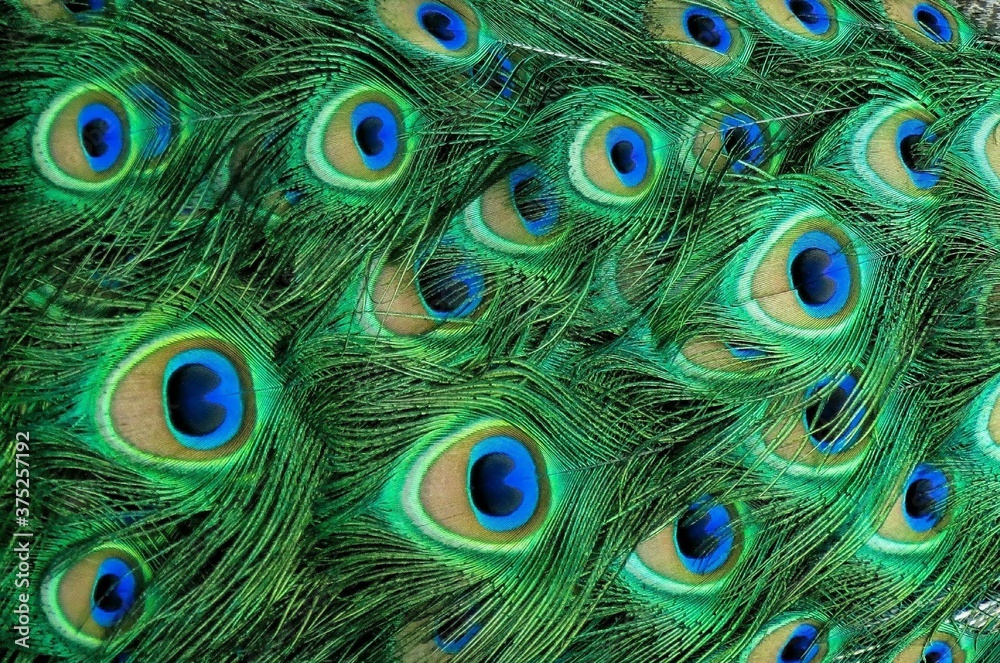Obraz premium Colorful Peacock Feathers Textured Pattern Background
