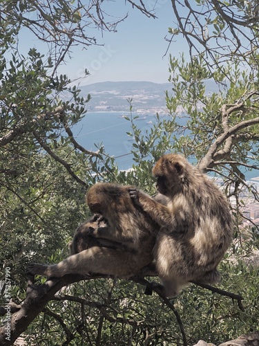 monos