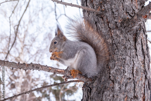 The squirrel with nut sits on a fir branches in the winter or autumn. © Dmitrii Potashkin
