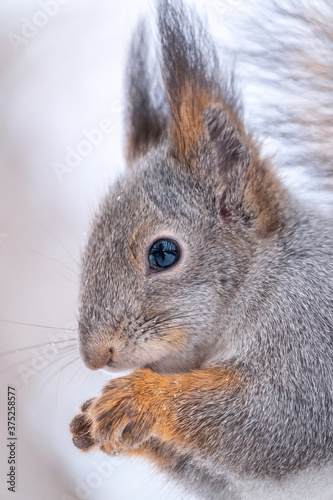 Portrait of a squirrel in winter on white snow background