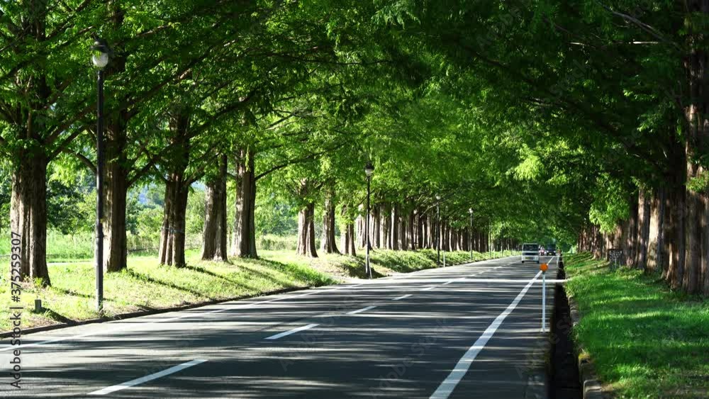 メタセコイア並木 滋賀県 マキノ 観光地 メタセコイア並木 滋賀県 マキノ 観光地
