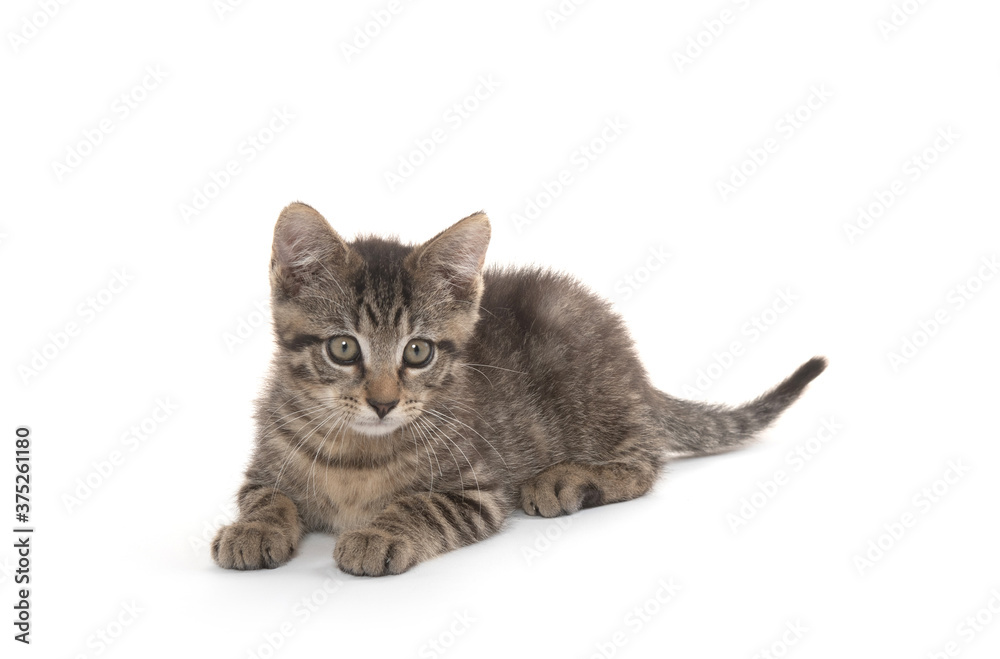 Cute tabby kitten laying down on white