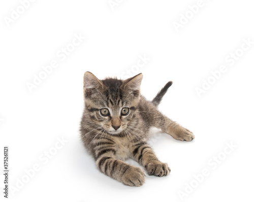Cute tabby kitten laying down on white