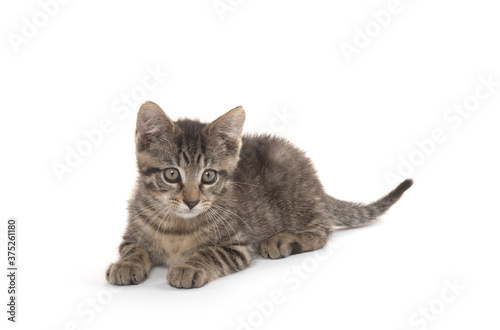 Cute tabby kitten laying down on white