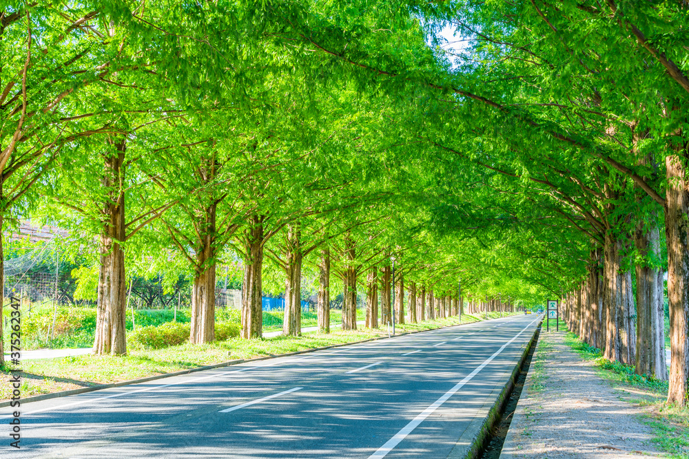 Obraz premium メタセコイア並木 滋賀県 マキノ 観光地